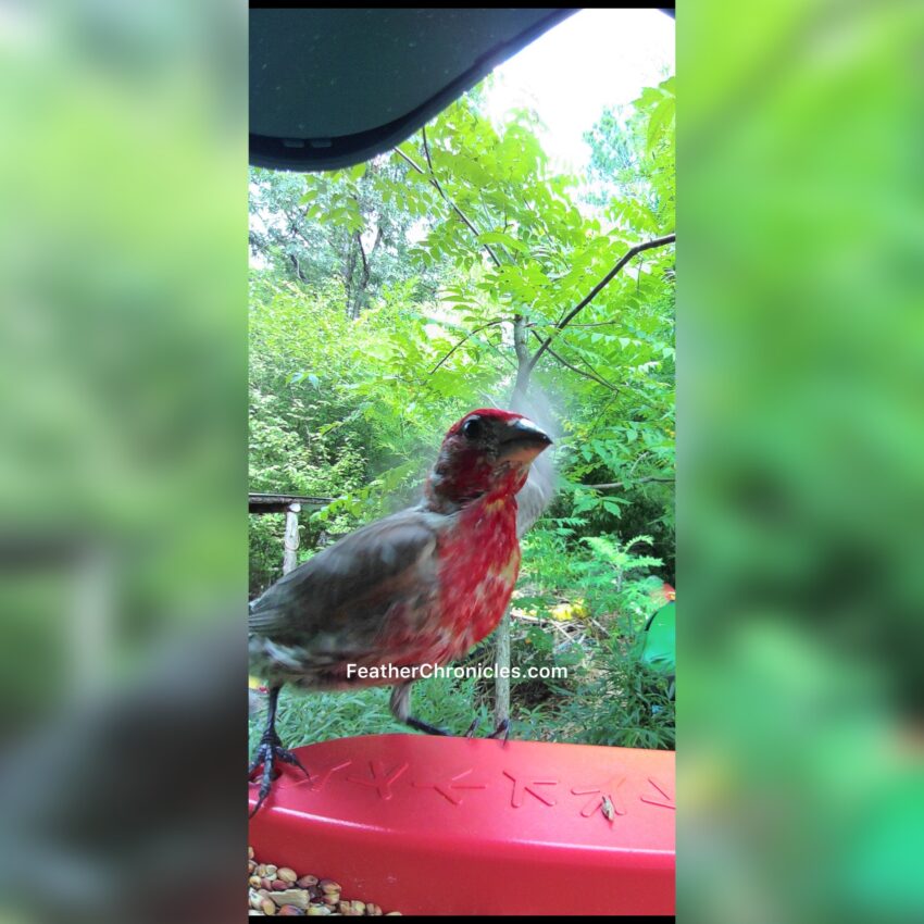 house finch